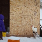 Chickens and Ducks
